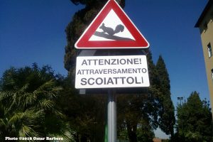 alt tag scoiattoli