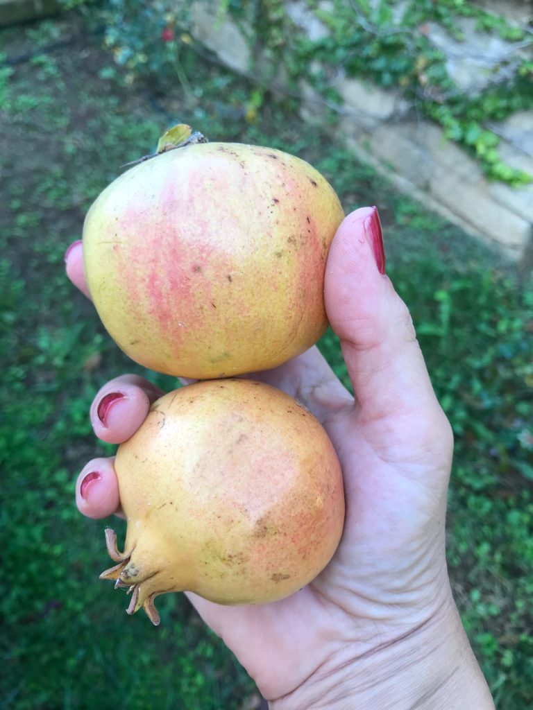 alt tag frutta e verdura