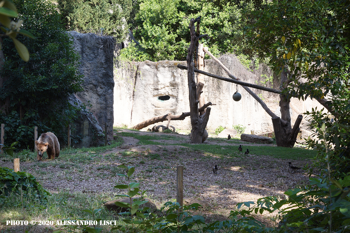 alt tag Bioparco di Roma