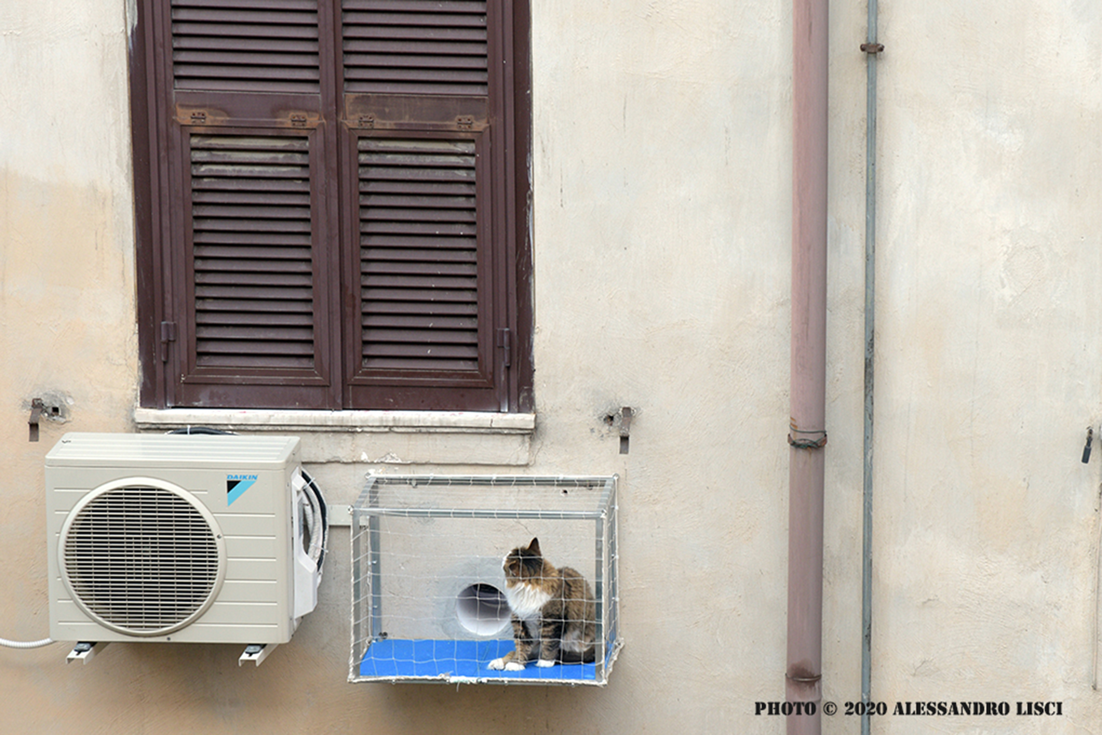 alt tag gatto al fresco