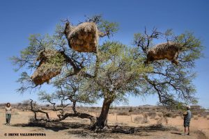 alt tag namibia