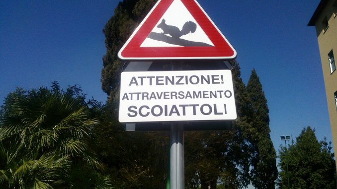 alt tag scoiattoli