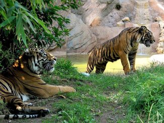 alt tag Bioparco di Roma