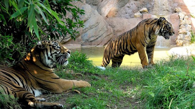 alt tag Bioparco di Roma alt tag Bioparco di Roma