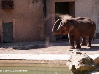 alt tag Bioparco di Roma