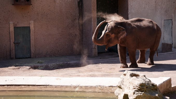 alt tag Bioparco di Roma