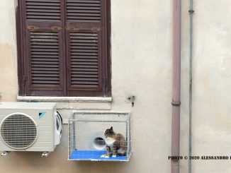 alt tag gatto al fresco