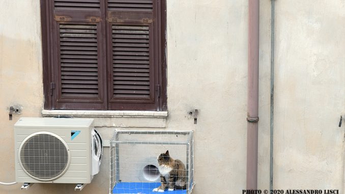 alt tag gatto al fresco