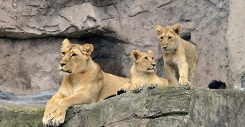 alt tag bioparco di roma alt tag bioparco di roma