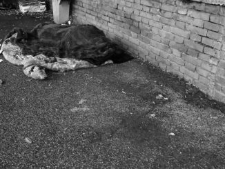 alt tag Roberto Innocenti