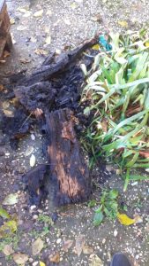 alt tag La Maggiolina