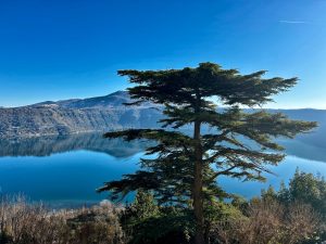 alt tag maurizio Attisani