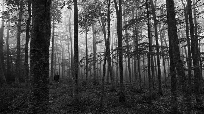 alt tag Diletta Attenni