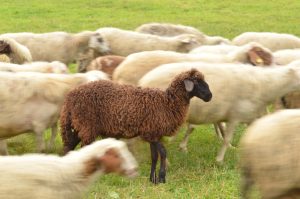 alt tag la foto del giorno