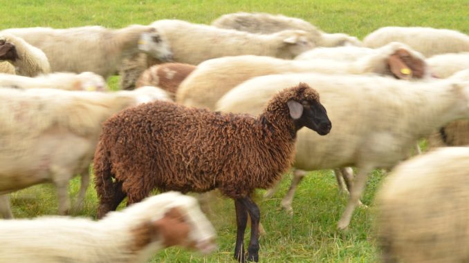 alt tag la foto del giorno