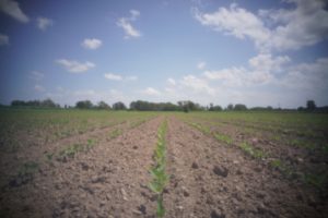 alt tag Fausto Lubatti