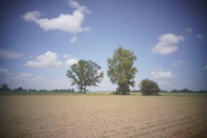 alt tag Fausto Lubatti