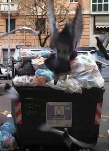 alt tag Riccardo D'Amico