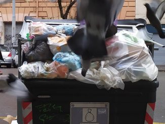 alt tag Riccardo D'Amico