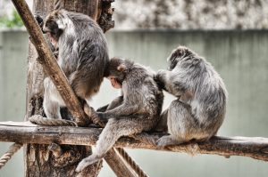 alt tag Stefano Blasi