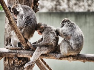 alt tag Stefano Blasi