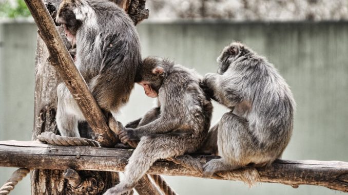 alt tag Stefano Blasi