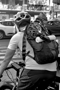 alt tag gatto