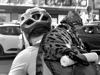 alt tag gatto