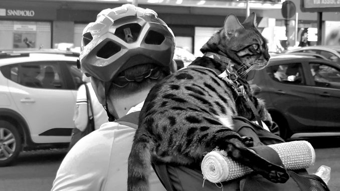 alt tag gatto