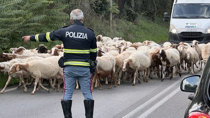 alt tag Klára Várhelyi