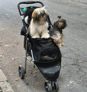 alt tag Doggy