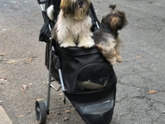 alt tag Doggy