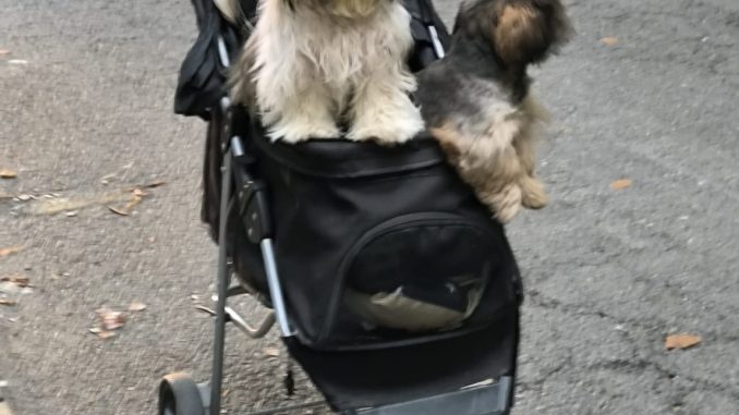 alt tag Doggy